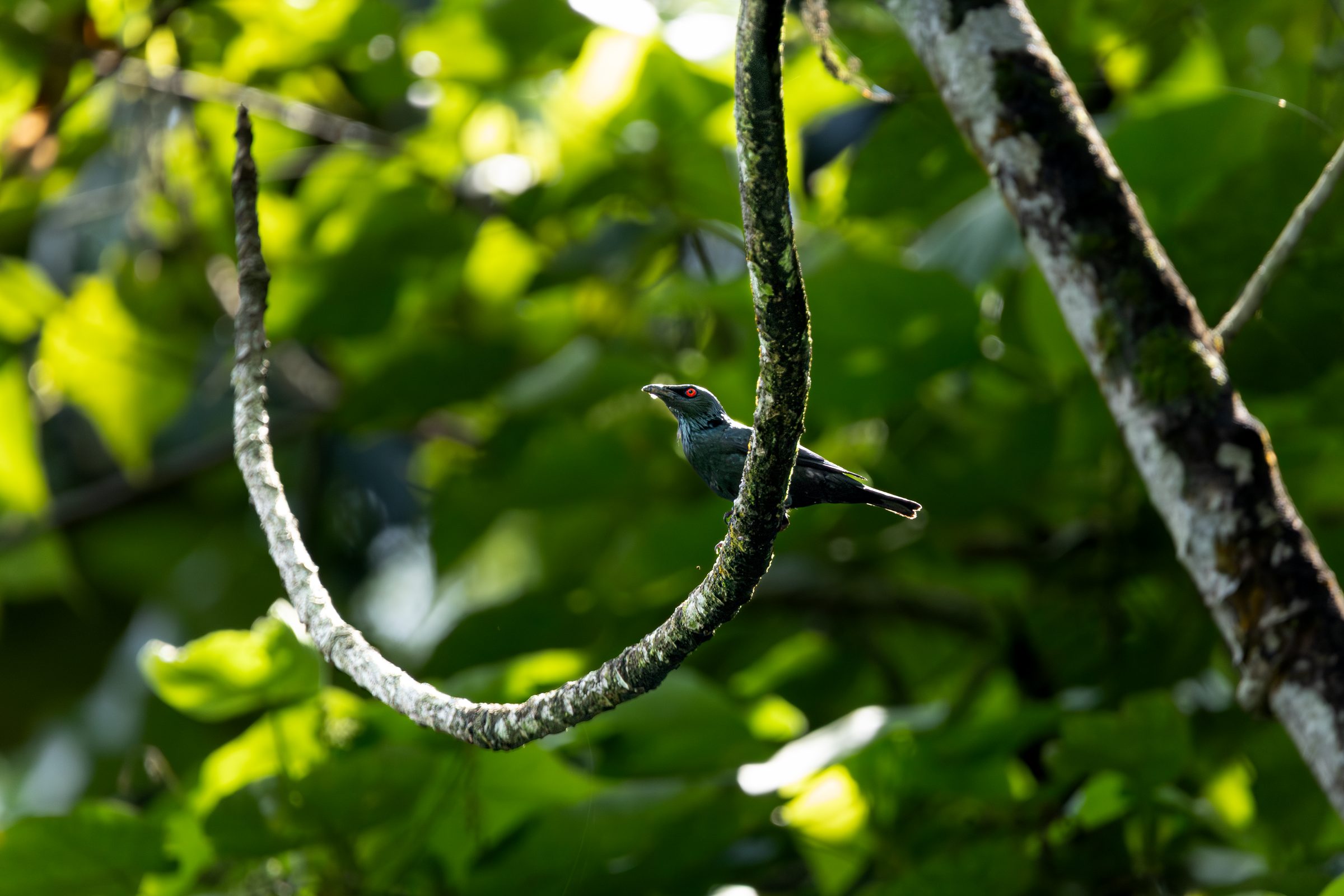 Wildlife photography of birds and animals in Malaysia